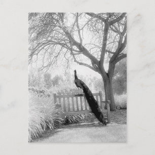 Cartão Postal Bench Peacock