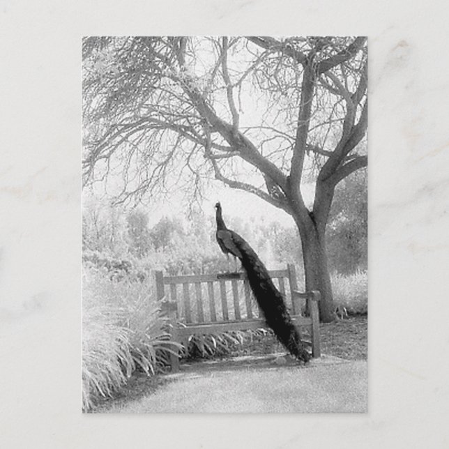 Cartão Postal Bench Peacock (Frente)