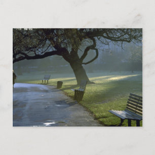 Cartão Postal Bench, tree, Regents Park, Londres, Inglaterra