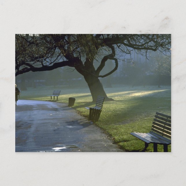 Cartão Postal Bench, tree, Regents Park, Londres, Inglaterra (Frente)