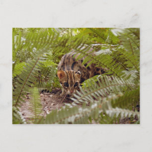 Cartão Postal Bengal Cat 003
