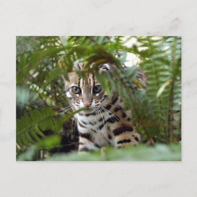 Cartão Postal Bengal Cat 022 (Frente)