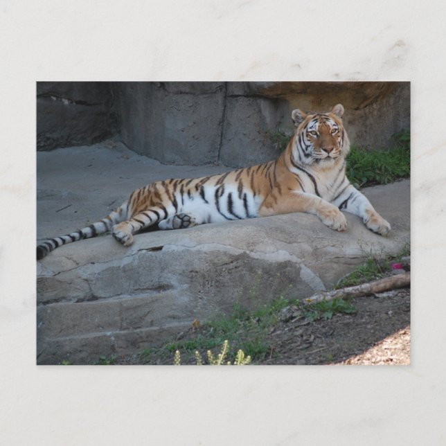 Cartão Postal Bengal Tiger (Frente)