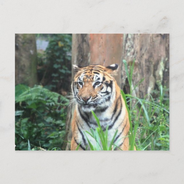 Cartão Postal Bengal Tiger, Índia (Frente)