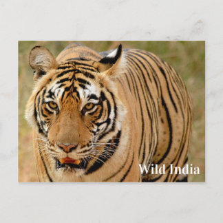 Cartão Postal Bengal Tiger no Parque Nacional de Ranthambore, Ín