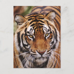 Cartão Postal Bengal Tiger, Panthera tigris