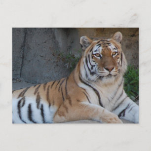 Cartão Postal Bengal Tigers