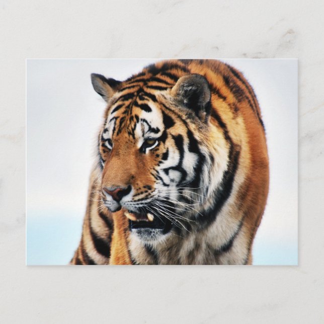 Cartão Postal Bengal Tigers Wild Life (Frente)