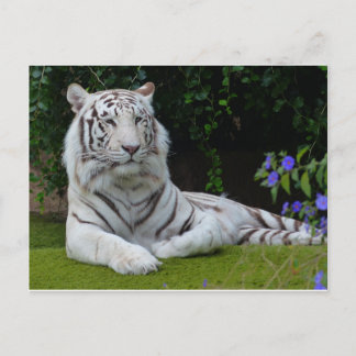 Cartão Postal Bengala Branca, Bonita Coloração de Gato de Tigre