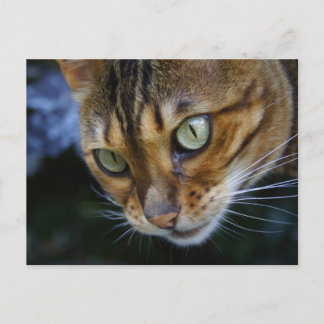 Cartão Postal Bengala Cat
