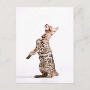 Cartão Postal Bengala Cat