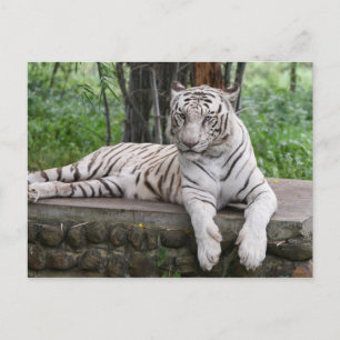Cartão Postal Bengala White Tiger