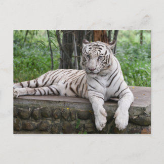 Cartão Postal Bengala White Tiger