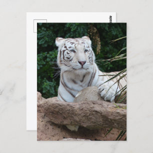 Cartão Postal Bengala White Tiger Photoics