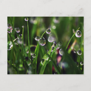 Cartão Postal berçário de arroz veranda