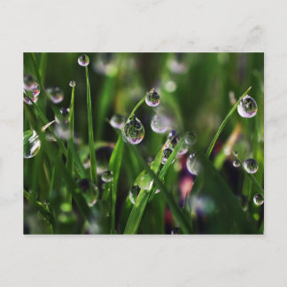 Cartão Postal berçário de arroz veranda