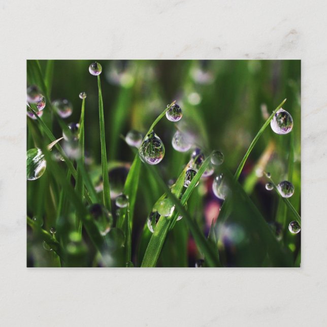 Cartão Postal berçário de arroz veranda (Frente)