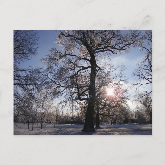 Cartão Postal Berea Oak após a Tempestade de Gelo (Frente)