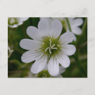 Cartão Postal Bering Chickweed Blossom, Ilha de Unalaska
