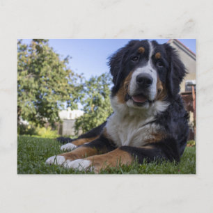 Cartão Postal bernês (cão de montanha) em segundo lugar