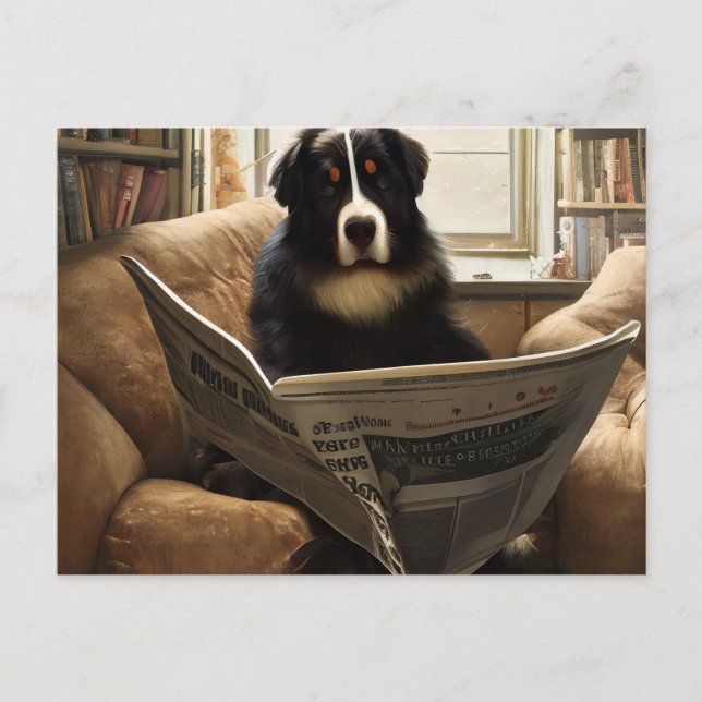 Cartão Postal Bernese Mountain Dog Lendo o jornal (Frente)