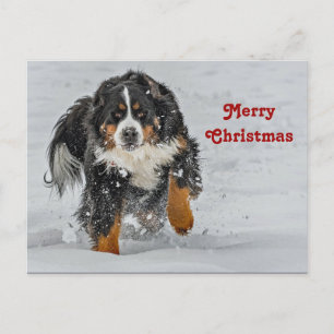 Cartão Postal Bernese Mountain Dog Snow Foto de Natal