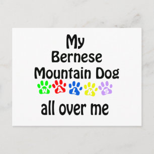 Cartão Postal Bernese Mountain Dog Walks Design