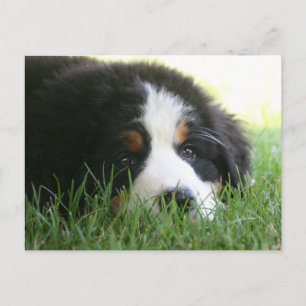 Cartão Postal Bernese Puppy