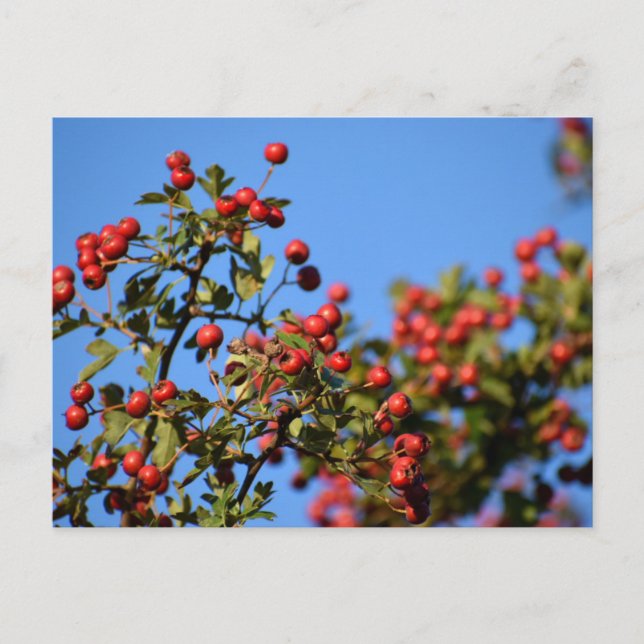 Cartão Postal Berries (Frente)