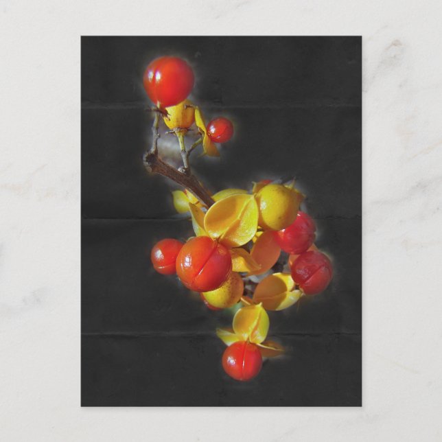 Cartão Postal Berries Bitterdoces - Bela do outono (Frente)