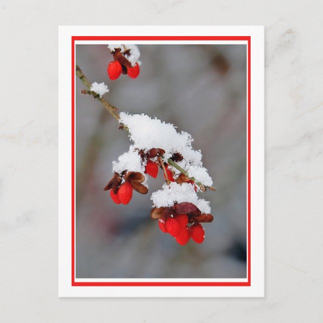Cartão Postal Berries Com Neve (Frente)