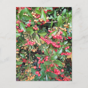 Cartão Postal Berries no Parque
