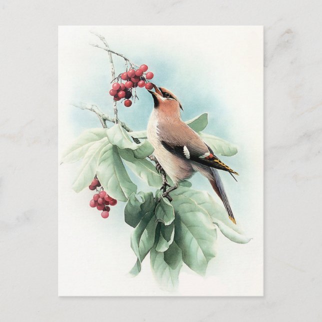 Cartão Postal Berries Para Comer (Frente)