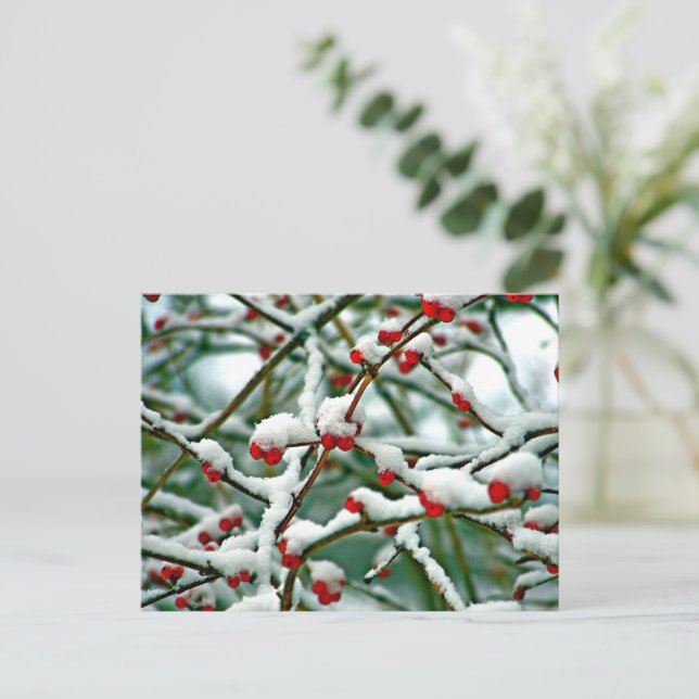 Cartão Postal Berries vermelhos na neve (2025) (Em pé/Frente)
