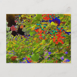 Cartão Postal Berries vermelhos solarizados, Mark Edward Westerf