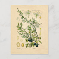 Berry Impressão Botânico Antiquado Blackthorn