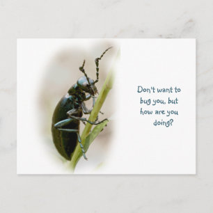 Cartão Postal Besouro Bolha - Meloidae