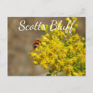 Cartão Postal Besouro de Goldenrod, Scotts Bluff, Gering, NE