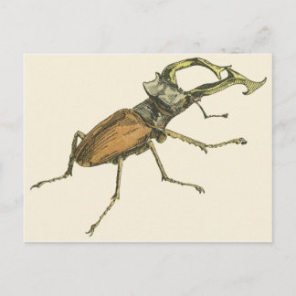 Cartão Postal Besouro de Stag