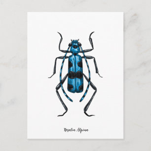 Cartão Postal besouro Rosalia Alpina