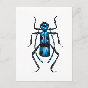 Cartão Postal besouro Rosalia Alpina