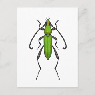 Cartão Postal Besouro verde