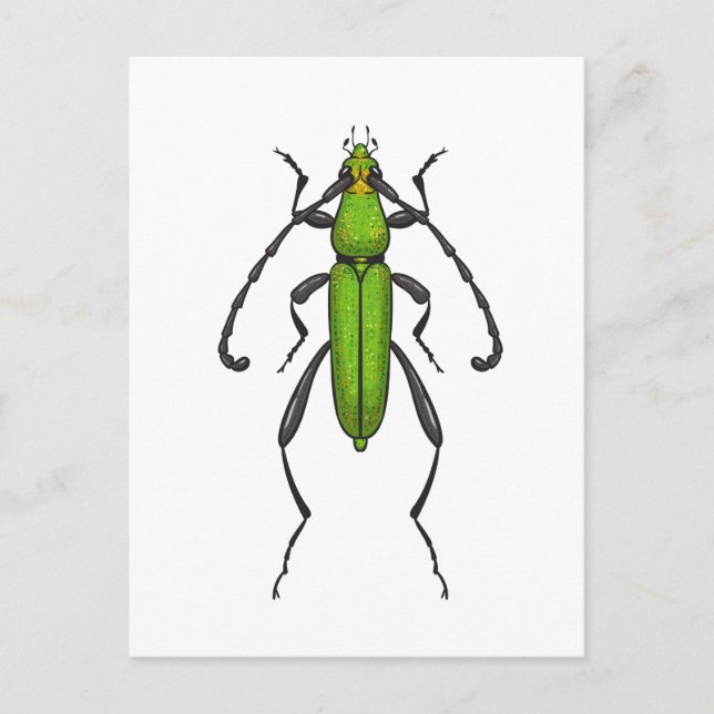 Cartão Postal Besouro verde (Frente)