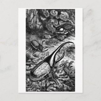 Cartão Postal Besouros