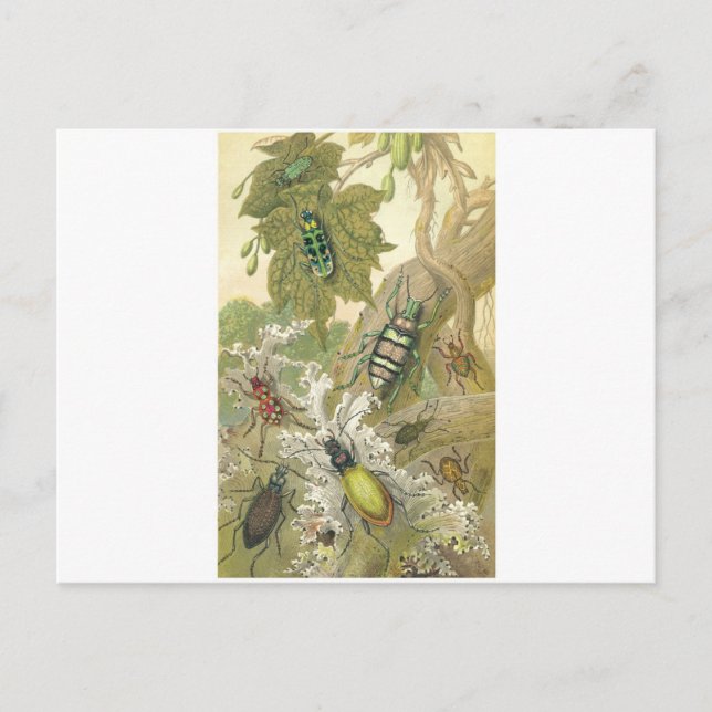 Cartão Postal Besouros britânicos (Frente)