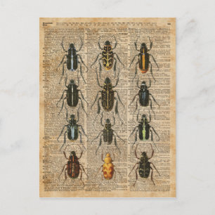 Cartão Postal Besouros Insetos Zoologia Ilustração de Ilustração