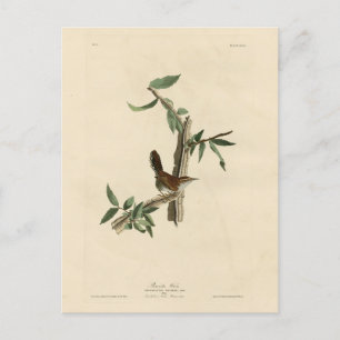 Cartão Postal Bewick's Wren from Audubon's Birds of America