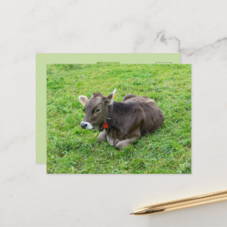 Cartão Postal Bezerro fofo no pasto, Allgäu, Baviera, Alemanha