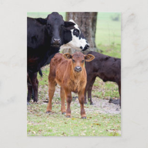 Cartão Postal Bezerro na Primavera