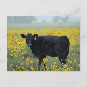 Cartão Postal Bezerro Preto em um Campo de Girassóis